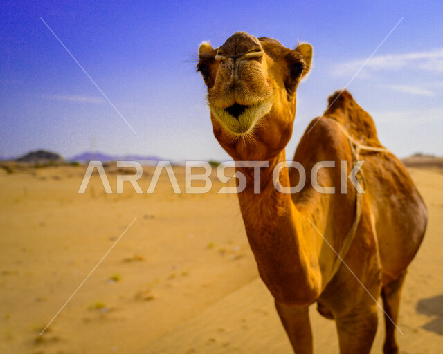 صورة مقربة لحيوان الجمل في الصحراء ، تربية الجمال و الإبل في المناطق الصحراوية بالمملكة العربية السعودية