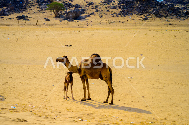 Camel in the desert, camel and camel breeding in the desert areas of Saudi Arabia
