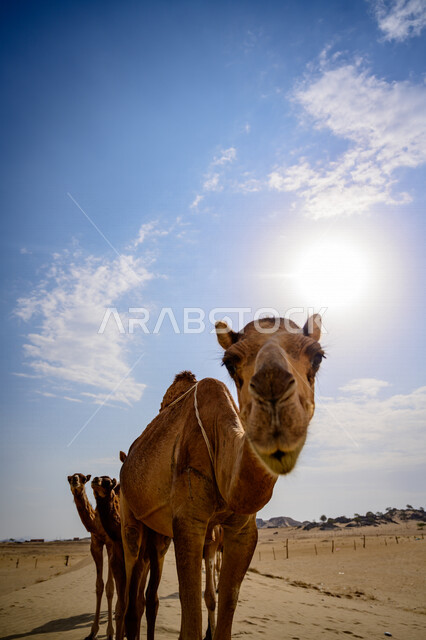 صورة مقربة لحيوان الجمل في الصحراء ، تربية الجمال و الإبل في المناطق الصحراوية بالمملكة العربية السعودية