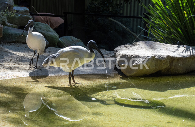 طائر أبو منجل الأبيض الأسترالي ، طائر بري ذو ريش أبيض ورأس و ساقيين أسود اللون ، طائر طويل ، محمية طبيعية ، طيور برية 