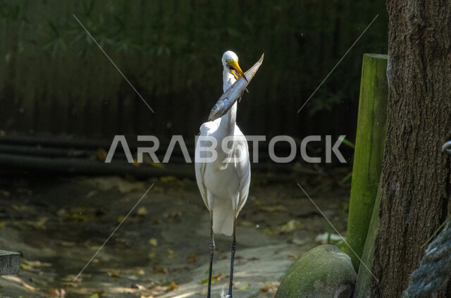 صورة لطائر البلشون الابيض يصطاد سمكة في الطبيعة  في المملكة العربية السعودية ،  الطيور المهاجرة في السعودية ، الحياة البرية ، تربية الطيور