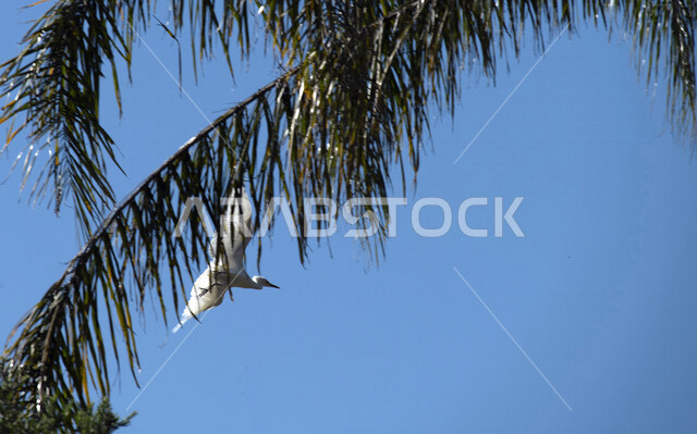 صورة لطائر البلشون الابيض يطير في المملكة العربية السعودية ،  الطيور المهاجرة في السعودية ، الحياة البرية ، تربية الطيور