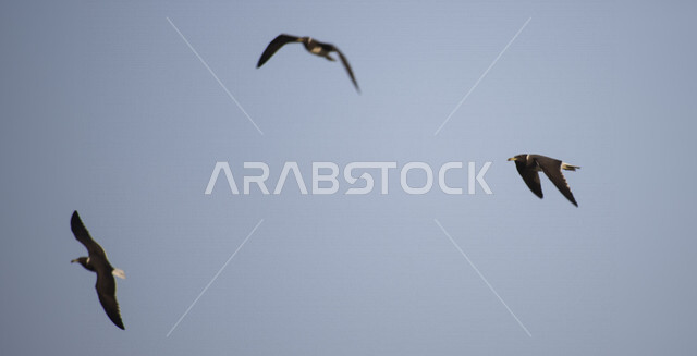 صورة لطيور النورس في السماء ، مجموعة من طيور النورس تحلق في السماء الرقاء ، طيور مهاجرة ، الحياة البرية 