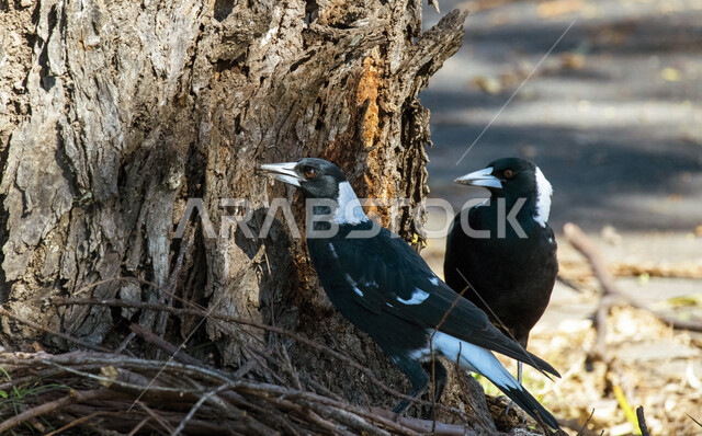 A picture of the Asiri magpie standing at the trunk of a tree, a magpie in a nature reserve in Saudi Arabia, wild singing birds, wildlife, a nature reserve