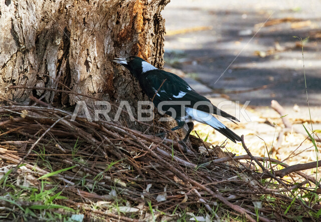 صورة لطائر العقعق يقف عند جذع الشجرة، طائر العقعق في محمية طبيعية في المملكة العربية السعودية، طيور برية، الحياة البرية، تربية الطيور، محمية طبيعية
