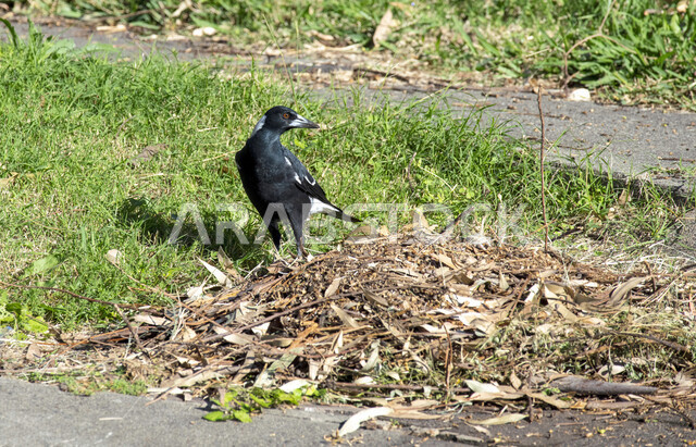 صورة لطائر العقعق يقف وسط النباتات العشبية، طائر العقعق في محمية طبيعية في المملكة العربية السعودية، طيور برية، الحياة البرية، محمية طبيعية