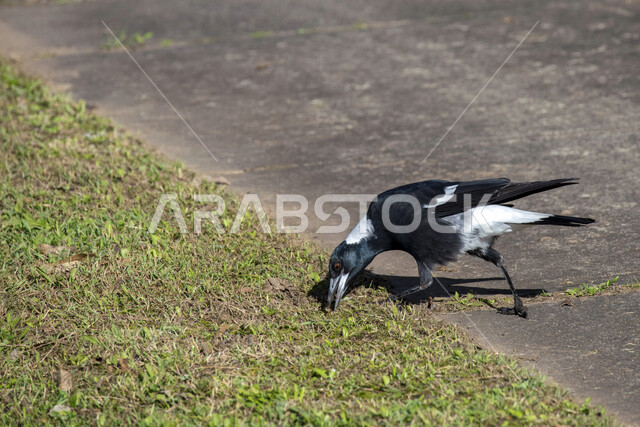 صورة لطائر العقعق يقف وسط النباتات العشبية، طائر العقعق في محمية طبيعية في المملكة العربية السعودية، طيور برية، الحياة البرية، محمية طبيعية