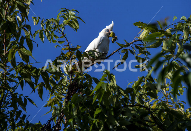 ببغاء الكوريلا يقف على غصن الشجرة، طائر الكوريلا في محمية طبيعية في المملكة العربية السعودية، طيور برية، ببغاء الكوريلا، الحياة البرية، تربية الطيور، محمية طبيعية