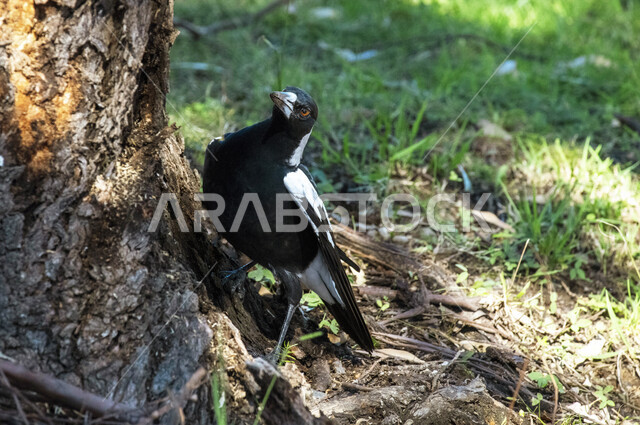 صورة لطائر العقعق يقف عند جذع الشجرة، طائر العقعق في محمية طبيعية في المملكة العربية السعودية، طيور برية، الحياة البرية، تربية الطيور، محمية طبيعية