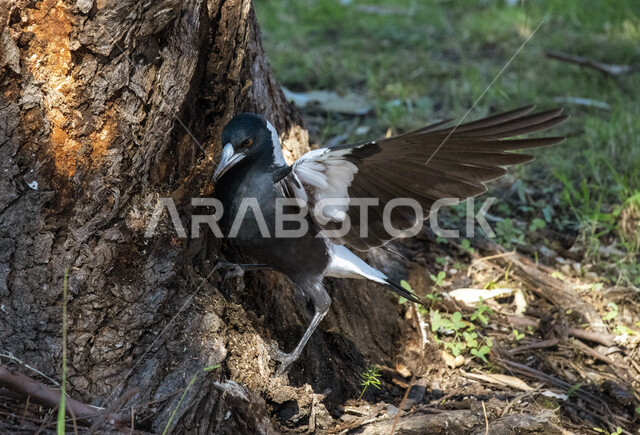 صورة لطائر العقعق يقف عند جذع الشجرة، طائر العقعق في محمية طبيعية في المملكة العربية السعودية، طيور برية، الحياة البرية، تربية الطيور، محمية طبيعية