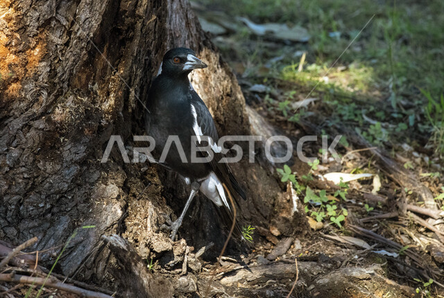 صورة لطائر العقعق يقف عند جذع الشجرة، طائر العقعق في محمية طبيعية في المملكة العربية السعودية، طيور برية، الحياة البرية، تربية الطيور، محمية طبيعية