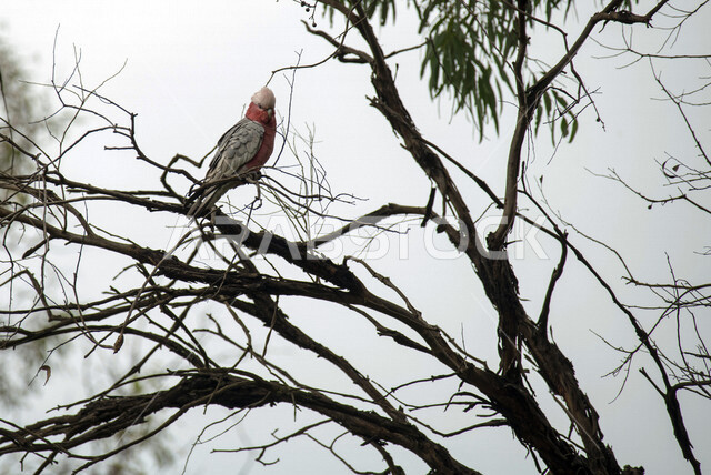 A picture of a Gala cockatoo standing on tree branches, a parrot in a nature reserve in the Kingdom of Saudi Arabia, wild birds, the Gala parrot, tree branches, wildlife, bird breeding, a nature reserve