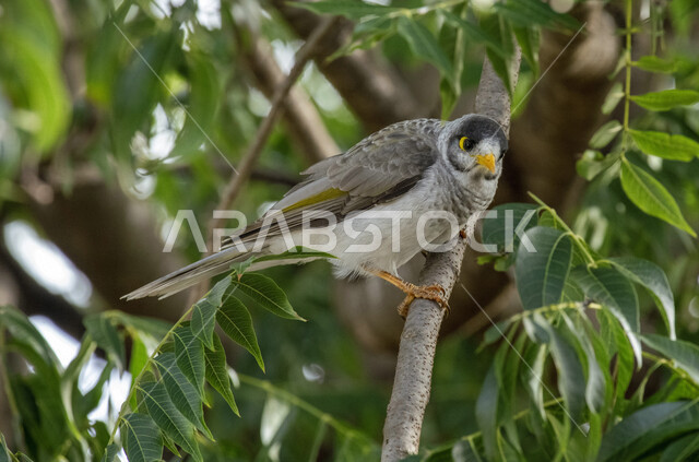 صورة طائر أكل الرحيق الصاخب يقف على اغصان الاشجار، أكل الرحيق الصاخب في محمية طبيعية في المملكة العربية السعودية، طيور برية، أكل الرحيق الصاخب، اغصان الأشجار، الحياة البرية، تربية الطيور، محمية طبيعية