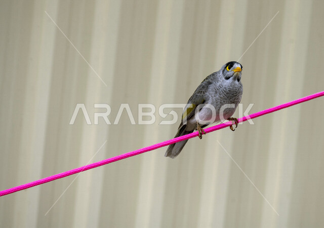 Close-up of a roaring nectar eater, roaring nectar eating in a nature reserve in Saudi Arabia, wild birds, raucous nectar eating, wildlife, bird breeding, nature reserve