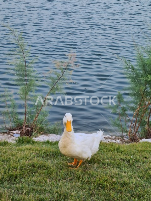صورة لبطة بيضاء تقف على الاعشاب الخضراء امام البحيرة المائية ، محمية طبيعية في المملكة العربية السعودية  ، مزارع تربية طيورالبط ، الحياة البرية