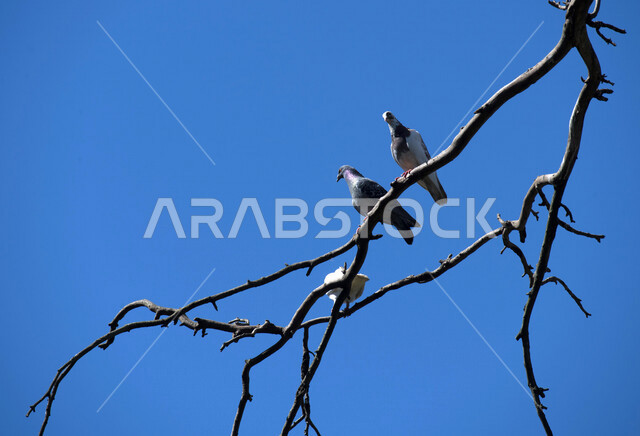 A picture of pigeons standing on tree branches in a nature reserve in Saudi Arabia, pigeon breeding farms, wildlife
