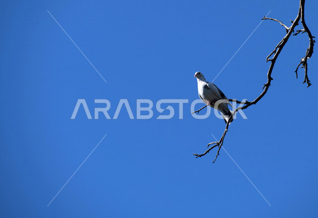 A picture of a pigeon standing on tree branches in a nature reserve in Saudi Arabia, pigeon breeding farms, wildlife