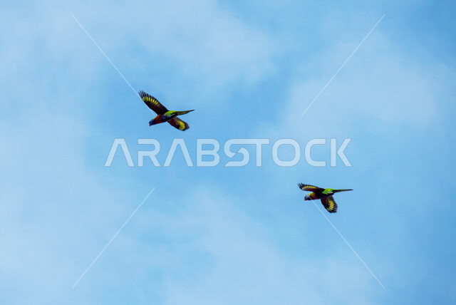 صورة لطيور ببغاء اللوري تحلق في السماء ، لوركيت قوس قزح ، طائر بألوان زاهية في الطبيعة البرية ، طيور برية ناطقة ، الحياة البرية