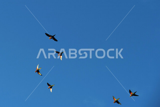 صورة لسرب من طيور ببغاء اللوري تحلق في السماء ، لوركيت قوس قزح ، طائر بألوان زاهية في الطبيعة البرية ، طيور برية ناطقة ، الحياة البرية