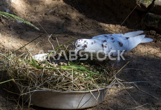 A picture of a pigeon standing on tree branches in a nature reserve in Saudi Arabia, pigeon breeding farms, wildlife