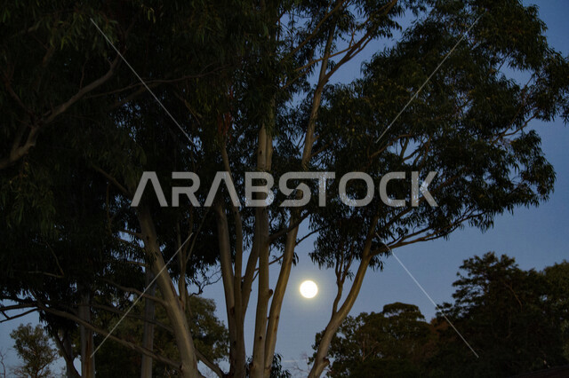 Creative image of the moon among the trees, green nature in the Kingdom of Saudi Arabia, beautiful landscapes, trees and plants, tourist areas in Saudi Arabia