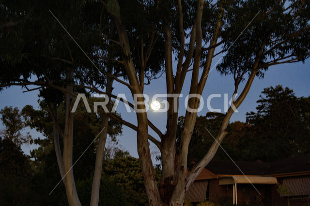 صورة ابداعية للقمر من بين الأشجار، الطبيعة الخضراء في المملكة العربية السعودية، مناظر طبيعية خلابة، الاشجار والنباتات، مناطق سياحية في السعودية