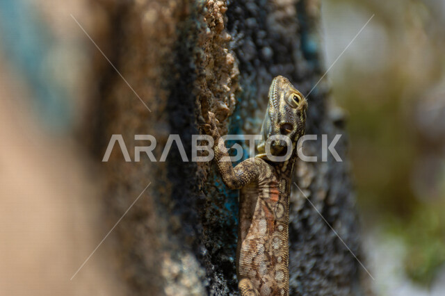 صورة مقربة لسحلية على احد الصخور في المملكة العربية السعودية ، حيوان العظاء ،  زواحف برية ، حيوانات صحراوية