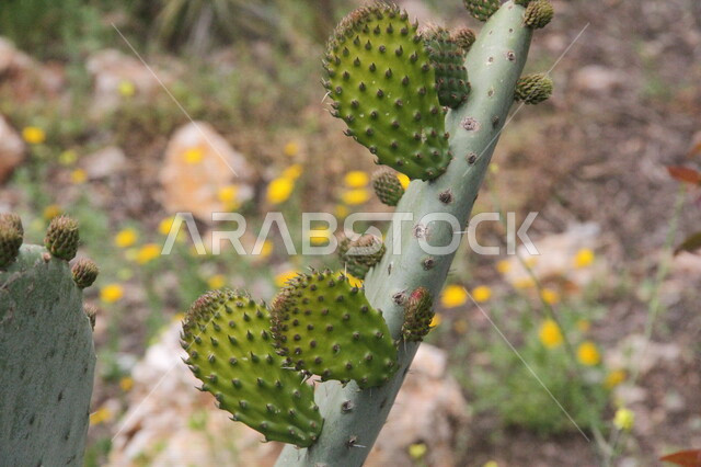 Close-up of aloe vera, prickly pear cactus, desert plants, green prickly pear cactus leaves, farms of Saudi Arabia