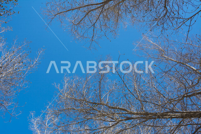 صورة مقربة لأشجار جافة بلا أوراق  في المناطق الصحراوية ، الطبيعة الصحراوية في السعودية