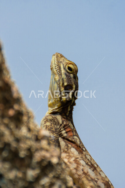 صورة مقربة لسحلية على احد الصخور في المملكة العربية السعودية، حيوانات برية، حيوان العظاء، زواحف برية، حيوانات صحراوية