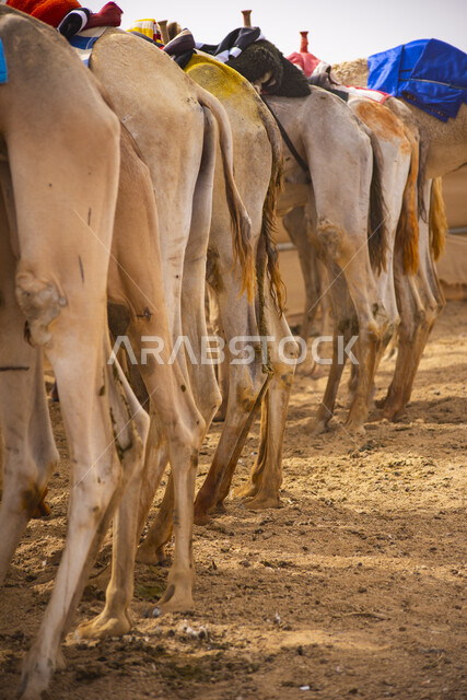 مجموعة من حيوانات الجمل في سباق الهجن، الاتحاد السعودي للهجن، رياضة سباق الهجن في المملكة العربية السعودية، انطلاق مهرجان ولي العهد للهجن في الطائف، ميدان محافظة الطائف لسباقات الهجن