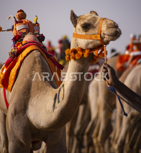 A group of camel animals in a camel race, the Saudi Camel Federation, the sport of camel racing in the Kingdom of Saudi Arabia, the launch of the Crown Prince Camel Festival in Taif, Taif Governorate Square for camel racing