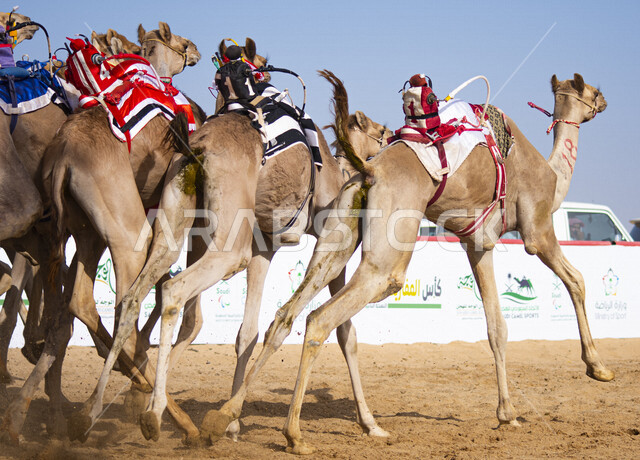 مجموعة من حيوانات الجمل في سباق الهجن، الاتحاد السعودي للهجن، رياضة سباق الهجن في المملكة العربية السعودية، انطلاق مهرجان ولي العهد للهجن في الطائف، ميدان محافظة الطائف لسباقات الهجن