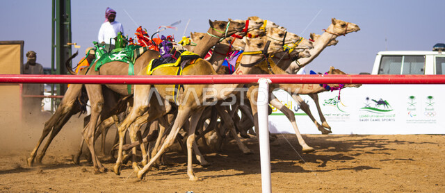 مجموعة من حيوانات الجمل في سباق الهجن، الاتحاد السعودي للهجن، رياضة سباق الهجن في المملكة العربية السعودية، انطلاق مهرجان ولي العهد للهجن في الطائف، ميدان محافظة الطائف لسباقات الهجن