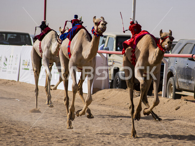 A group of camel animals in a camel race, the Saudi Camel Federation, the sport of camel racing in the Kingdom of Saudi Arabia, the launch of the Crown Prince Camel Festival in Taif, Taif Governorate Square for camel racing