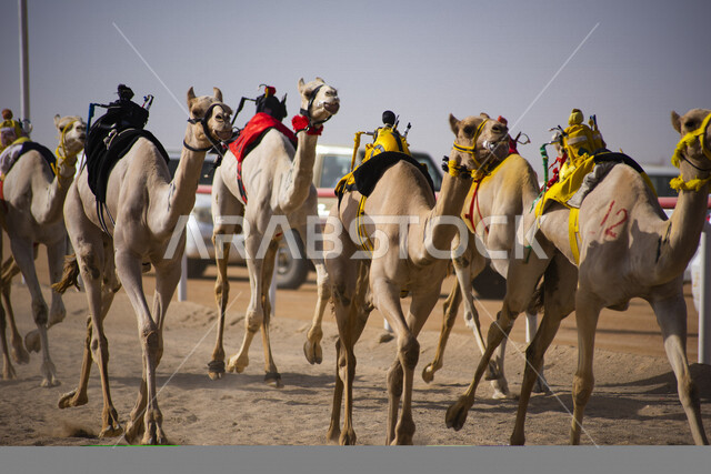 A group of camel animals in a camel race, the Saudi Camel Federation, the sport of camel racing in the Kingdom of Saudi Arabia, the launch of the Crown Prince Camel Festival in Taif, Taif Governorate Square for camel racing