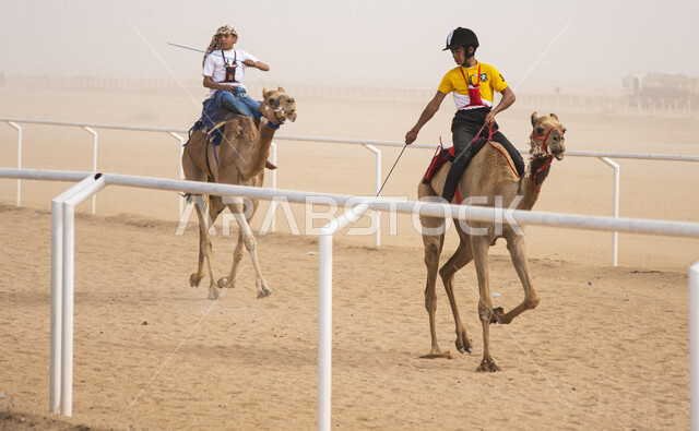 Competitors riding camel animals in a camel race, the Saudi Camel Federation, camel racing challenges, camel racing in the Kingdom of Saudi Arabia, the launch of the Crown Prince Camel Festival in Taif, Taif Governorate Square for camel racing
