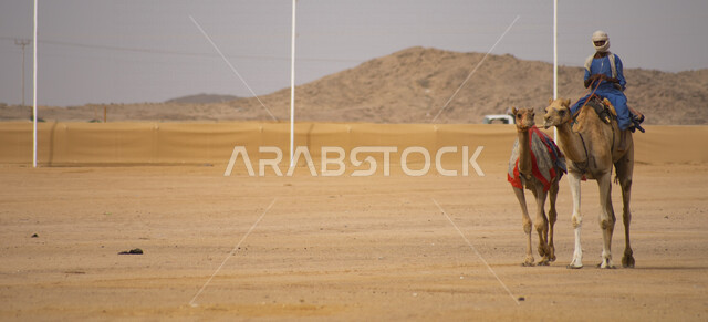 رجل عربي خليجي سعودي يقود مجموعة من حيوانات الجمل الى ميدان سباقات الهجن بالمملكة العربية السعودية، رياضة سباق الهجن في المملكة العربية السعودية، انطلاق مهرجان ولي العهد للهجن في الطائف