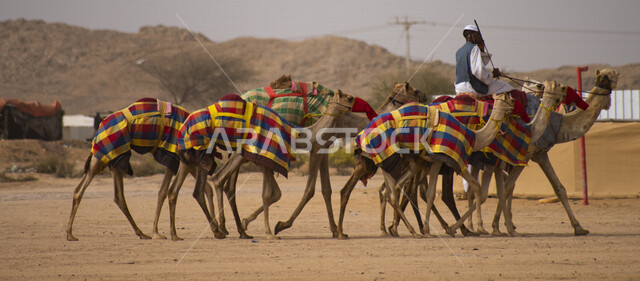 A Saudi Arabian Gulf man leads a group of camel animals to the camel racing field in the Kingdom of Saudi Arabia, the sport of camel racing in the Kingdom of Saudi Arabia, the launch of the Crown Prince Camel Festival in Taif