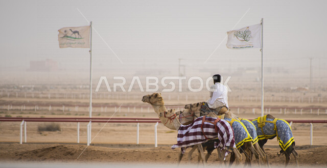 رجل عربي خليجي سعودي يقود مجموعة من حيوانات الجمل الى ميدان سباقات الهجن بالمملكة العربية السعودية، رياضة سباق الهجن في المملكة العربية السعودية، انطلاق مهرجان ولي العهد للهجن في الطائف
