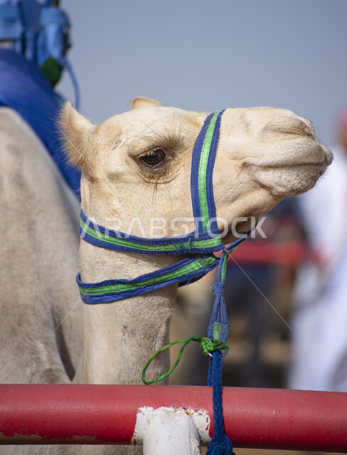 Close-up of a camel animal in the desert areas of Saudi Arabia, camel and camel breeding, desert nature in Saudi Arabia