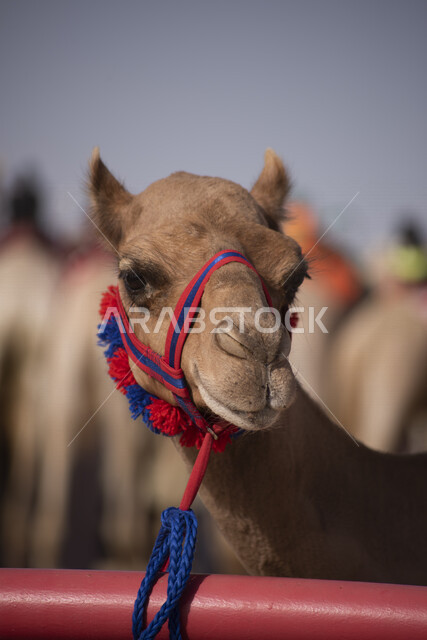 Close-up of a camel animal in the desert areas of Saudi Arabia, camel and camel breeding, desert nature in Saudi Arabia