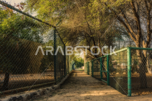 A creative picture of trees in one of the public parks in the Kingdom of Saudi Arabia, the beauty of nature in Saudi Arabia, public parks