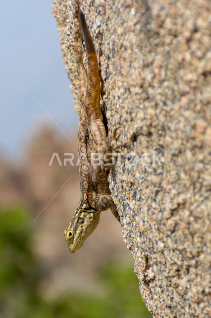 صورة مقربة لسحلية على احد الصخور في المملكة العربية السعودية، حيوانات برية، حيوان العظاء، زواحف برية، حيوانات صحراوية