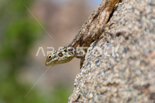 صورة مقربة لسحلية على احد الصخور في المملكة العربية السعودية، حيوانات برية، حيوان العظاء، زواحف برية، حيوانات صحراوية