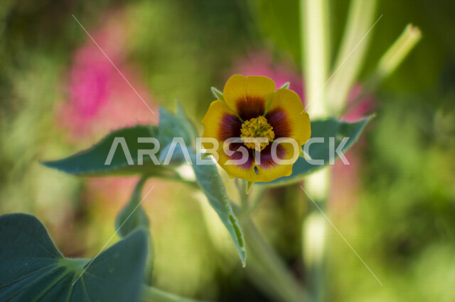 Creative image of a yellow rose in a garden in Saudi Arabia, beautiful blooming roses, planting flowers and roses, nature in Saudi gardens, green plants, tourism in Saudi Arabia, nature background