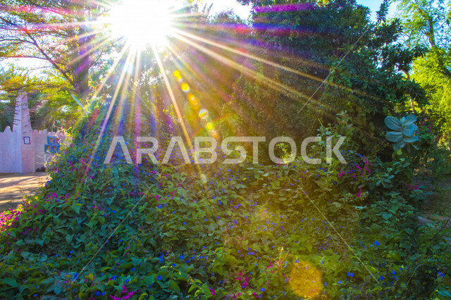 صورة ابداعية للأشجار والنباتات في المملكة العربية السعودية، ورود جميلة متفتحة، زراعة النباتات المزهرة، جمال الطبيعة في السعودية، نباتات خضراء، اشعة الشمس، السياحة في السعودية