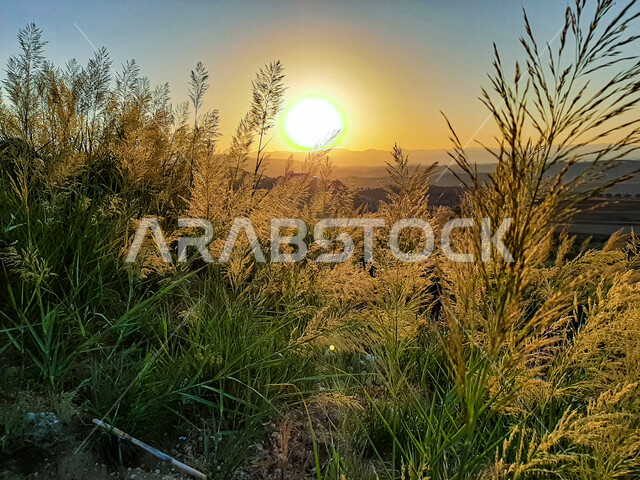 صورة ابداعية للأشجار والنباتات في المملكة العربية السعودية، زراعة النباتات، جمال الطبيعة في السعودية، نباتات خضراء، اشعة الشمس، السياحة في السعودية