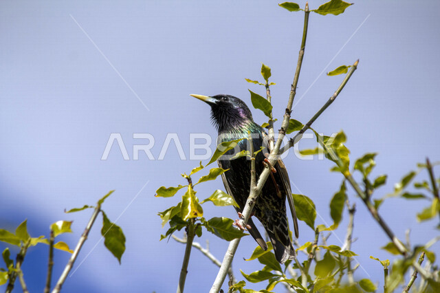 صورة لطائر الزرزور الشائع يقف على اغصان الاشجار في محمية طبيعية بالمملكة العربية السعودية، الزرزور الشائع، محمية طبيعية، تربية الطيور في السعودية