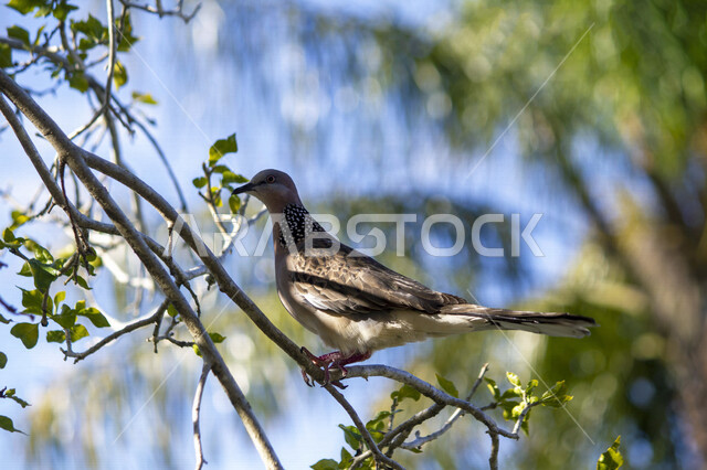 صورة لطائر الحمامة المرقطة تقف على اغصان الاشجار في محمية طبيعية بالمملكة العربية السعودية، الحمامة المرقطة، محمية طبيعية، تربية الطيور في السعودية